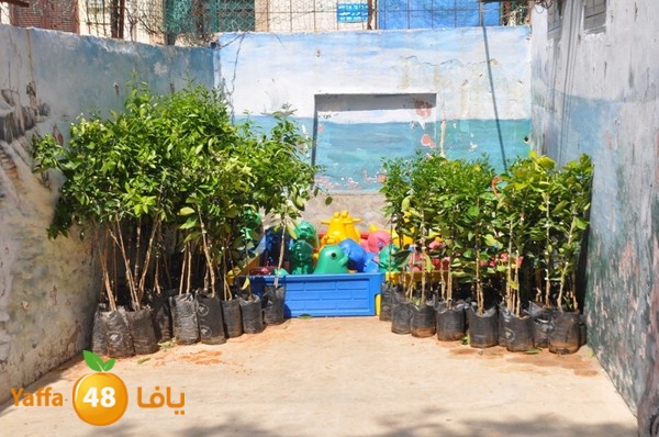 trees shamela 0321 (34).JPG